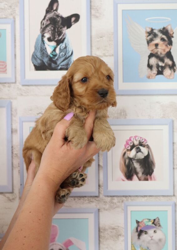 A stunning litter of F1 Cockapoos for sale in Chertsey, Surrey | Image 2