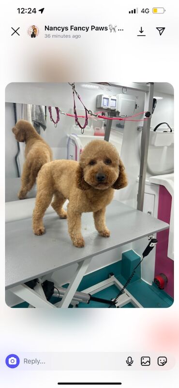 Cockapoo puppies for sale in Chertsey, Surrey – 8 months old - Image 6 of 6