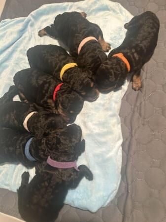Absolutely stunning F1B cockapoo black /Tan phantom puppys for sale in Ossett, West Yorkshire