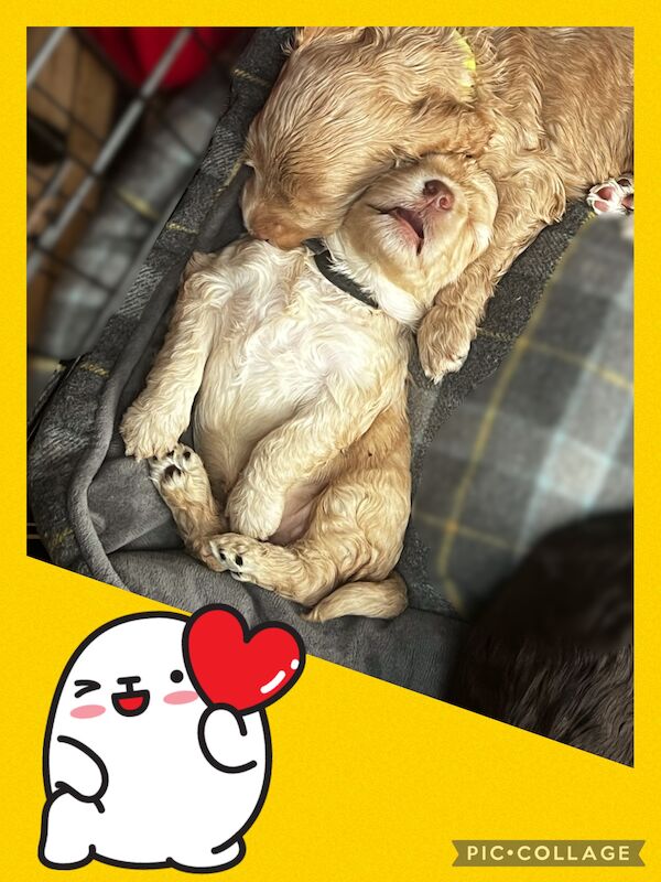 Adorable Australian Labradoodles for sale in Manchester, Greater Manchester | Image 2
