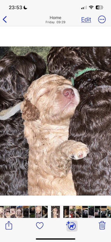 Cockapoo puppies for sale in Manchester, Greater Manchester – 1 year old - Image 3 of 15