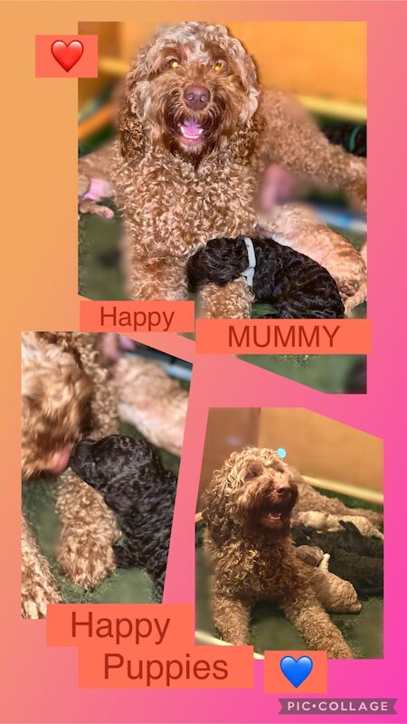 Adorable Australian Labradoodles for sale in Manchester, Greater Manchester | Image 4