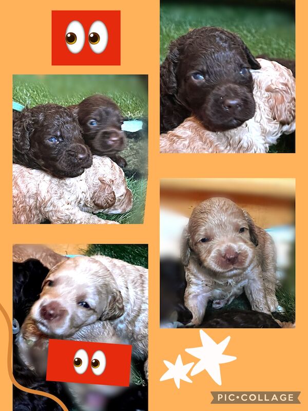 Cockapoo puppies for sale in Manchester, Greater Manchester – 1 year old - Image 5 of 15