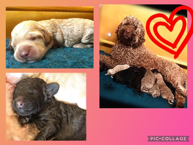 Cockapoo puppies for sale in Manchester, Greater Manchester – 1 year old - Image 6 of 15