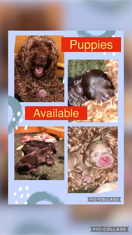 Cockapoo puppies for sale in Manchester, Greater Manchester – 1 year old - Image 7 of 15