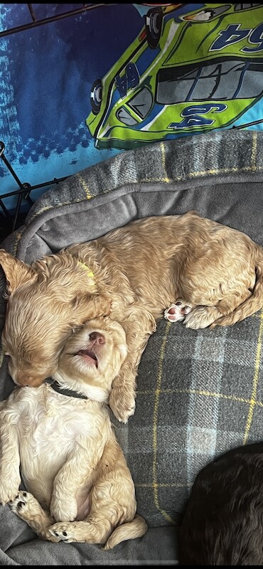 Cockapoo puppies for sale in Manchester, Greater Manchester – 1 year old - Image 8 of 15