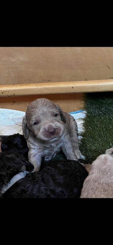 Cockapoo puppies for sale in Manchester, Greater Manchester – 1 year old - Image 10 of 15
