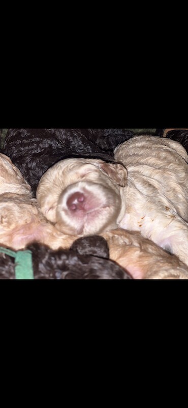 Cockapoo puppies for sale in Manchester, Greater Manchester – 1 year old - Image 11 of 15