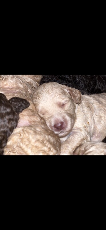 Cockapoo puppies for sale in Manchester, Greater Manchester – 1 year old - Image 12 of 15