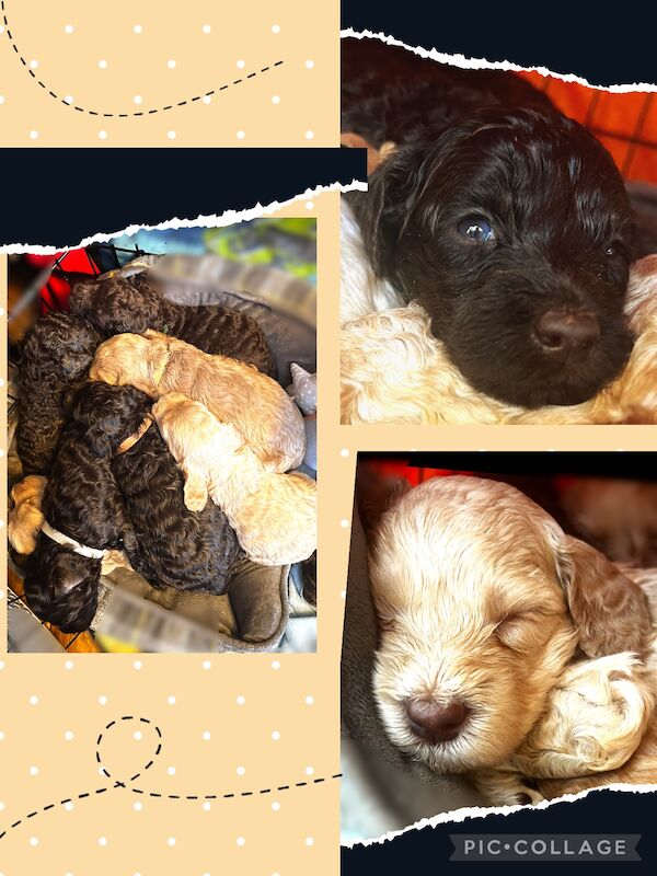 Adorable Australian Labradoodles for sale in Manchester, Greater Manchester - Image 13