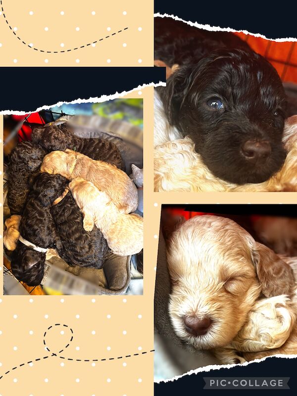 Cockapoo puppies for sale in Manchester, Greater Manchester – 1 year old - Image 13 of 15