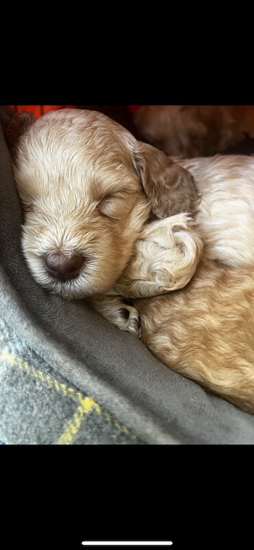 Cockapoo puppies for sale in Manchester, Greater Manchester – 1 year old - Image 14 of 15