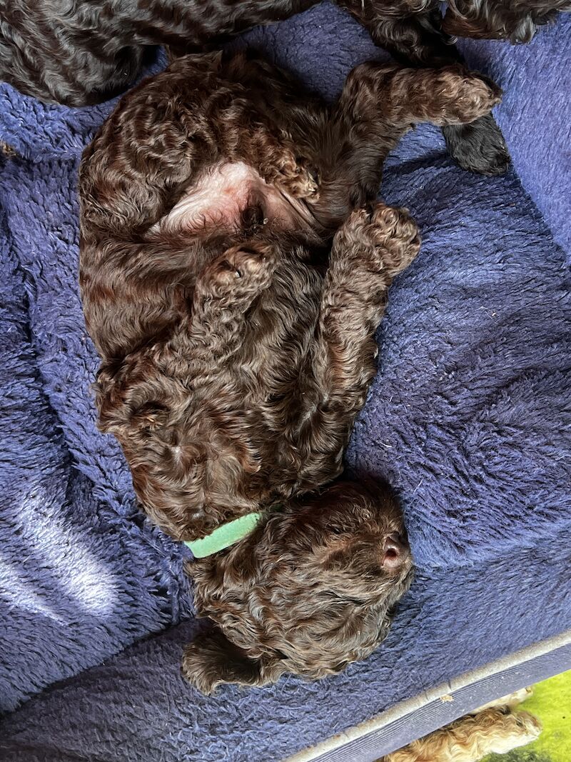 Cockapoo puppies for sale in Manchester, Greater Manchester – 1 year old - Image 15 of 15