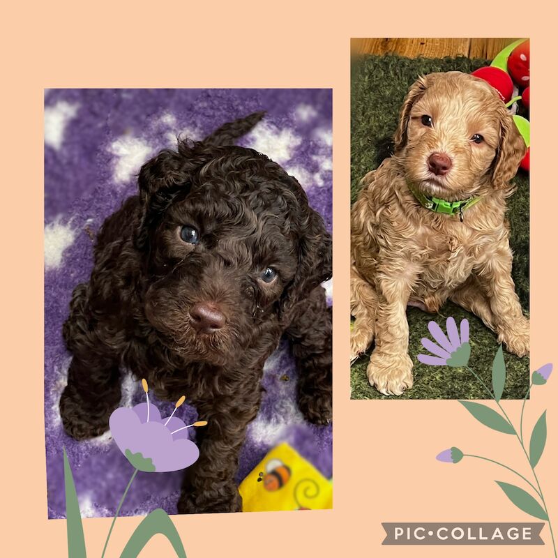 Adorable Australian Labradoodles for sale in Manchester, Greater Manchester - Image 1