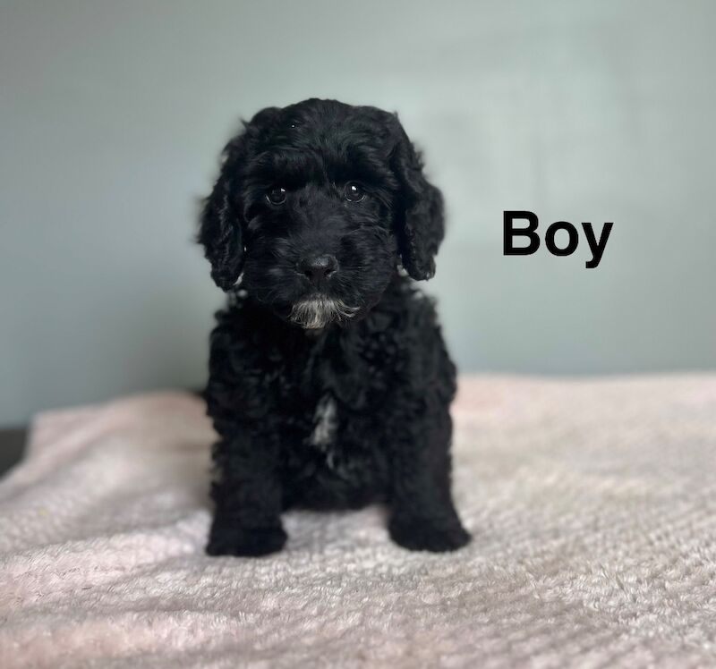 Miniature Cockapoo Puppies For Sale