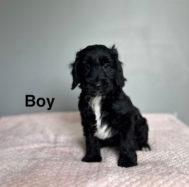 Adorable black cockapoo boys puppies ready now - Image 2 of 3