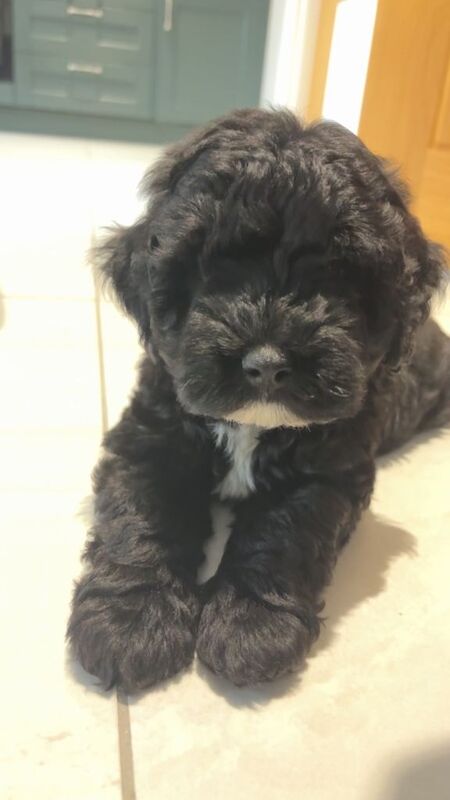Adorable Black F1 Cockapoo Puppy Looking for a Loving Home