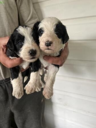 Adorable cockapoo beardie puppies for sale in Kidderminster, Worcestershire