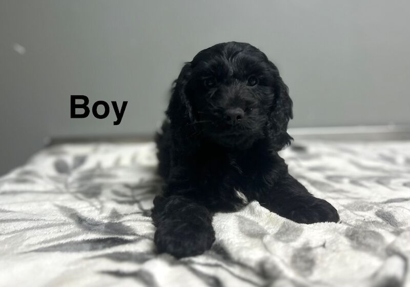 Cockapoo puppies for sale in Wisbech, Cambridgeshire – 11 weeks old - Image 2 of 5