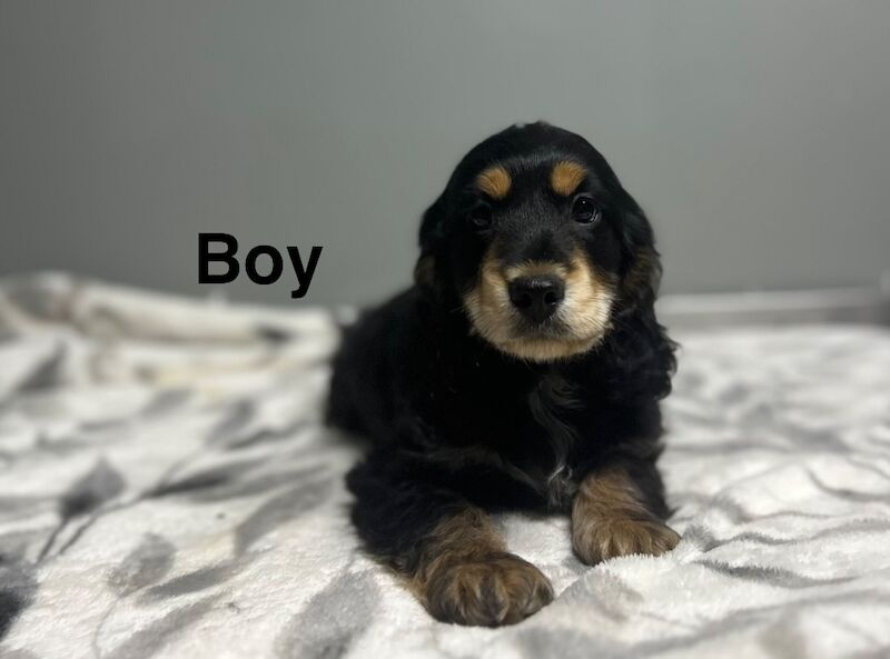 Cockapoo puppies for sale in Wisbech, Cambridgeshire – 11 weeks old - Image 5 of 5