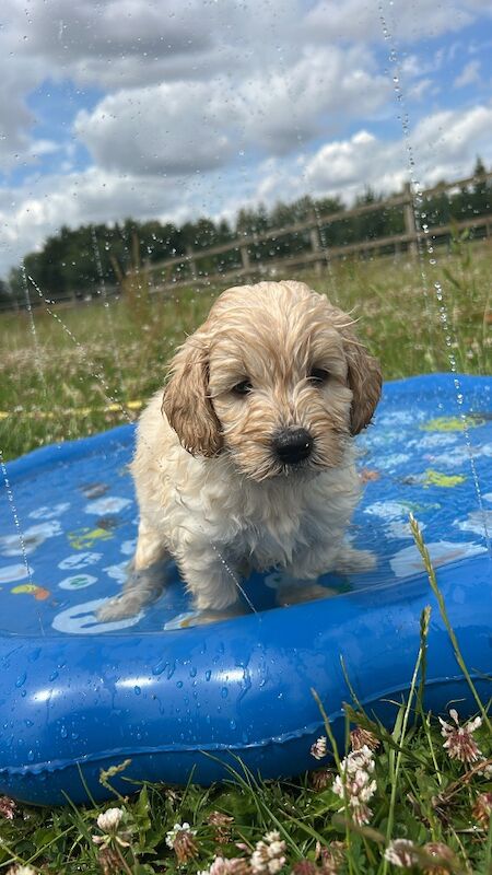 Adorable cockapoo boys available now