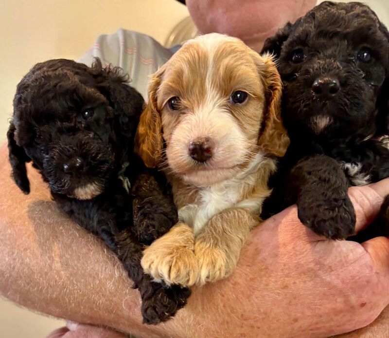 Cockapoo Puppies For Sale Under £1,000