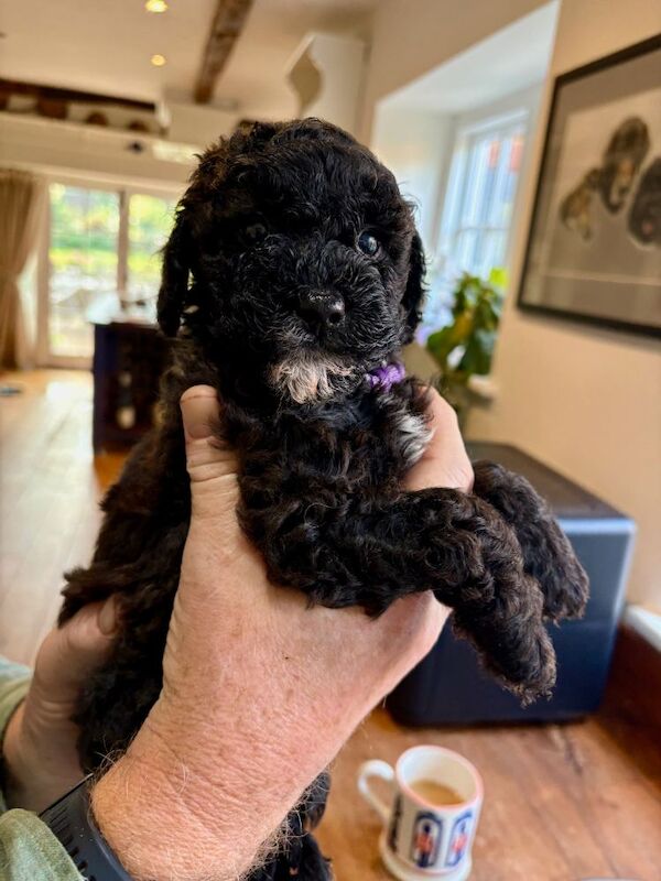 Two Adorable female cockapoos left F2 puppies for sale