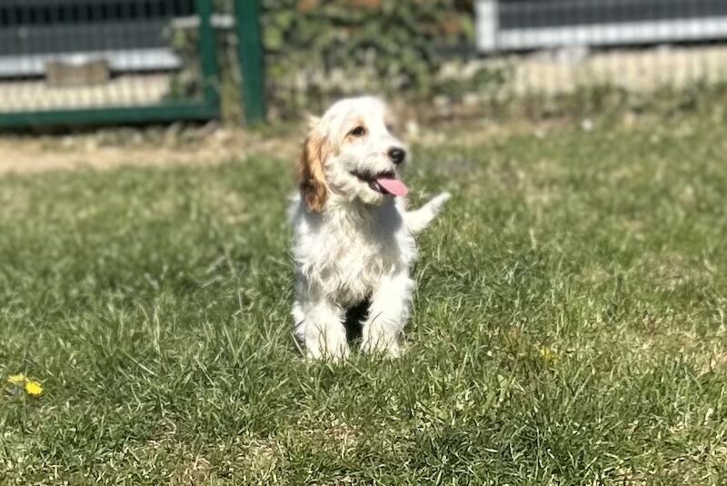 Adorable cockapoo girl ready for a lovely family