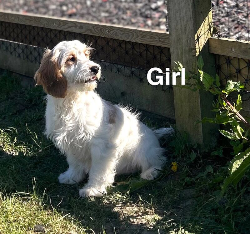 Adorable cockapoo girl ready for a lovely family - Image 2 of 6