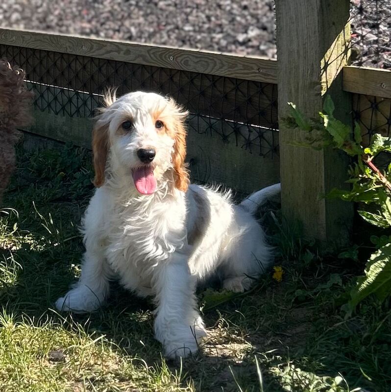 Adorable cockapoo girl ready for a lovely family - Image 4 of 6