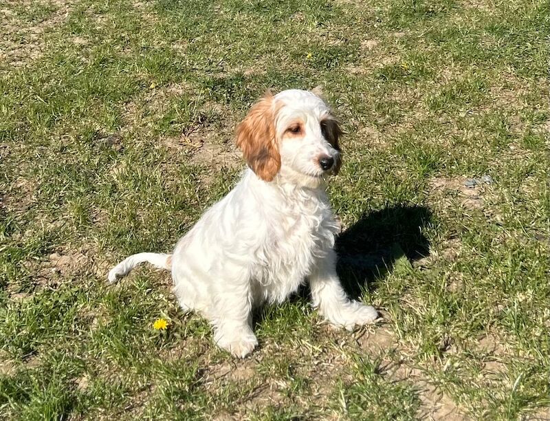 Adorable cockapoo girl ready for a lovely family - Image 5 of 6