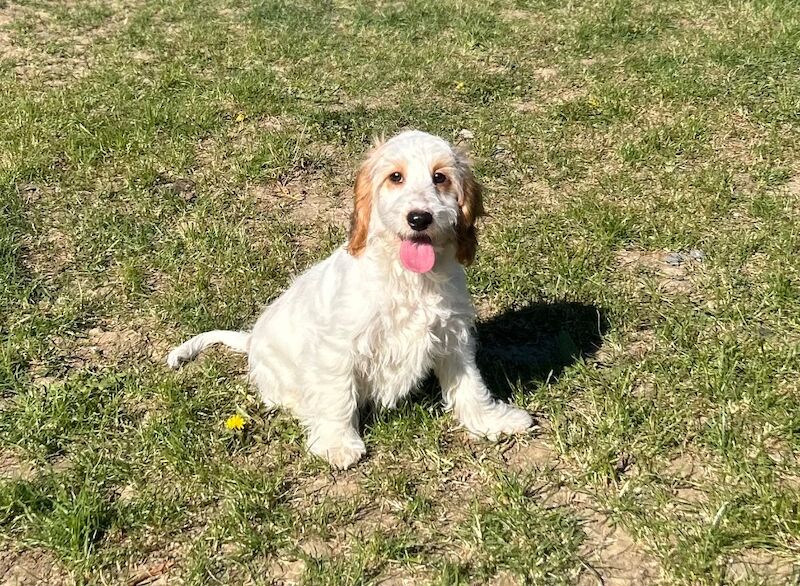 Adorable cockapoo girl ready for a lovely family - Image 6 of 6