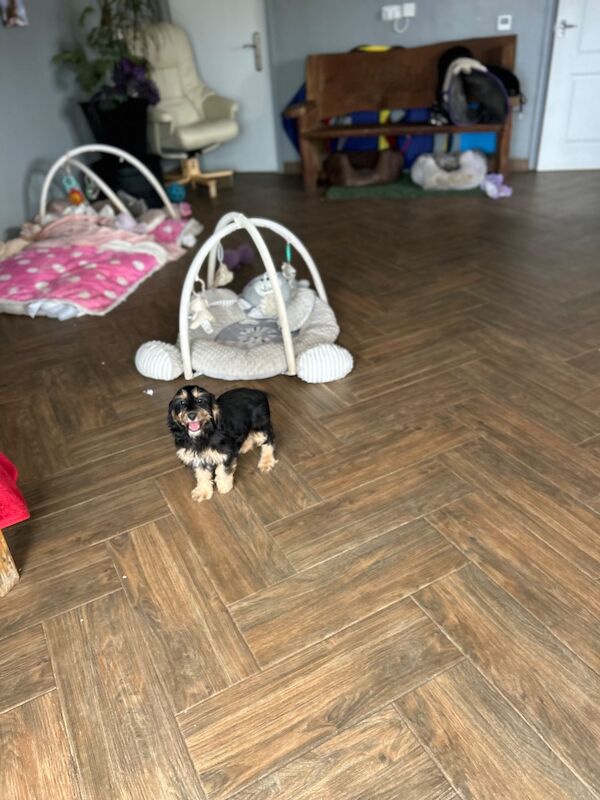 Cockapoo puppies for sale in Wisbech, Cambridgeshire – 3 months old - Image 7 of 7