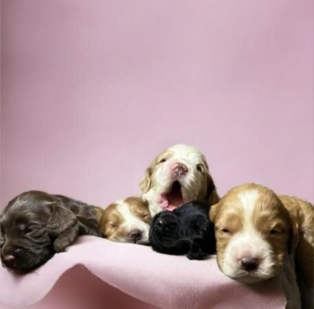 Adorable Cockapoo puppies for sale in Alford, Lincolnshire