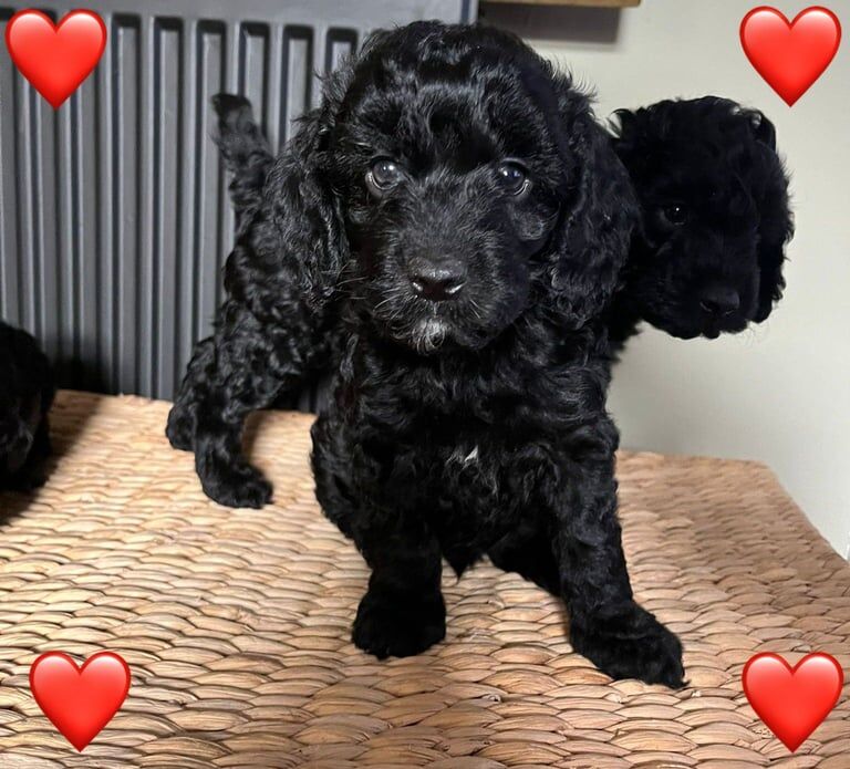 Cockapoo puppies for sale in Ilford, Greater London – 8 weeks old