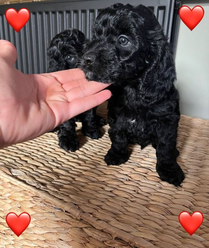 Cockapoo puppies for sale in Ilford, Greater London – 8 weeks old - Image 2 of 3