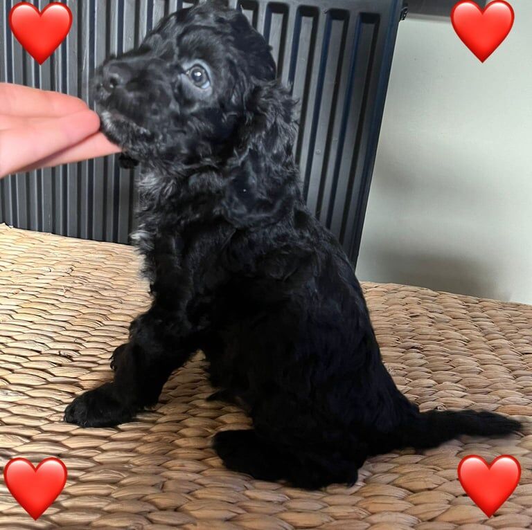 Cockapoo puppies for sale in Ilford, Greater London – 8 weeks old - Image 3 of 3