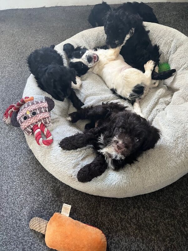 Cockapoo puppies for sale in Banbury, Oxfordshire – 9 weeks old