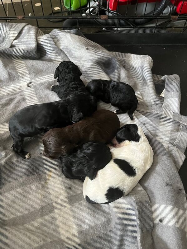 Cockapoo puppies for sale in Banbury, Oxfordshire – 11 weeks old - Image 2 of 3