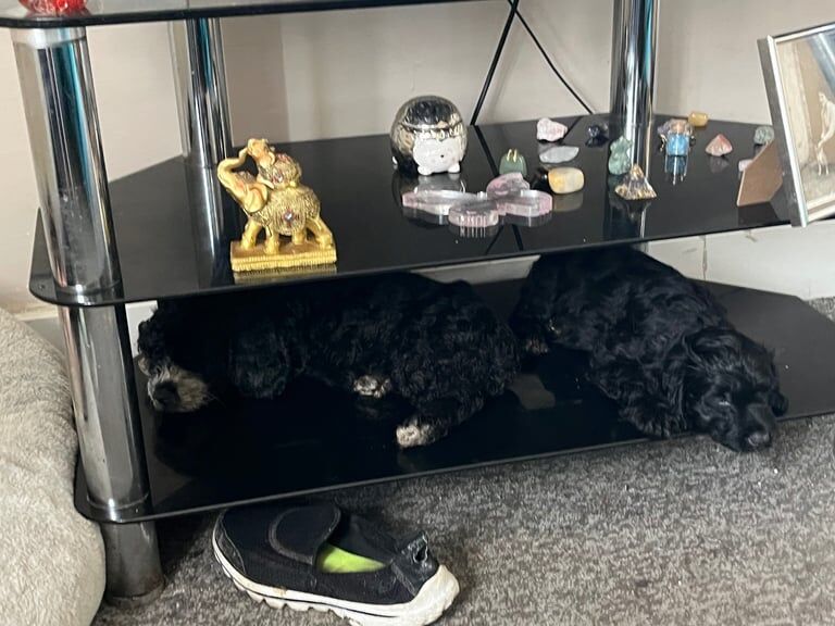 Cockapoo puppies for sale in Banbury, Oxfordshire – 11 weeks old - Image 3 of 3