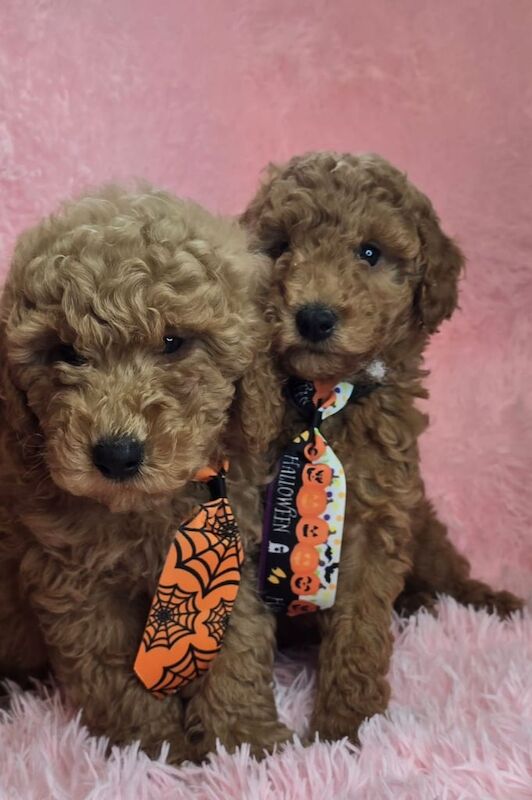 Cockapoo puppies for sale in Tandragee, County Armagh – 4 months old - Image 2 of 2