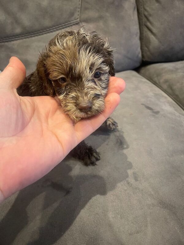 Cockapoo puppies for sale in St Austell, Cornwall – 8 weeks old