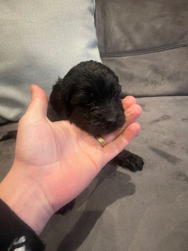 Cockapoo puppies for sale in St Austell, Cornwall – 8 weeks old - Image 2 of 3