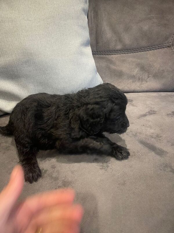 Cockapoo puppies for sale in St Austell, Cornwall – 8 weeks old - Image 3 of 3