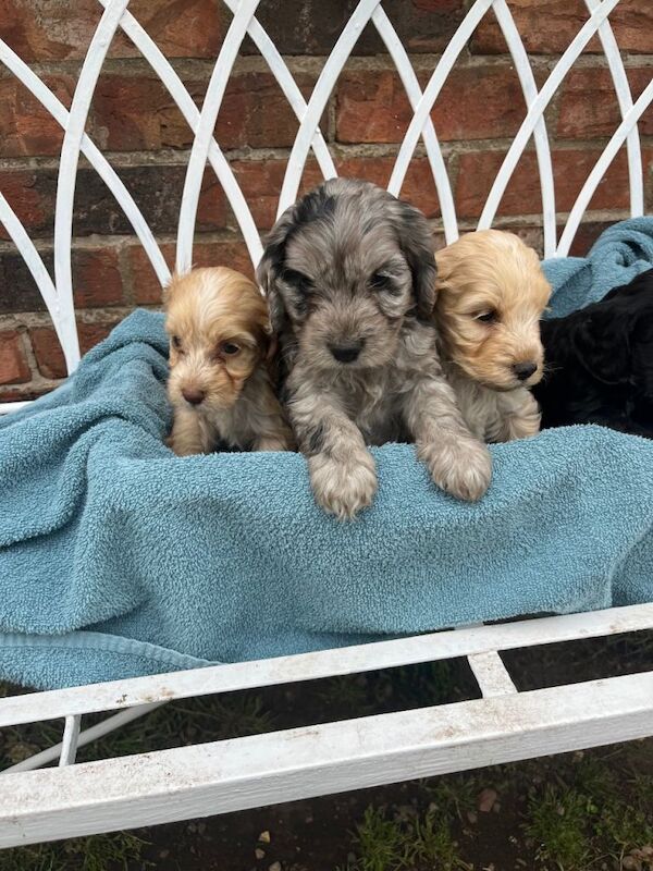 Cockapoo Puppies For Sale