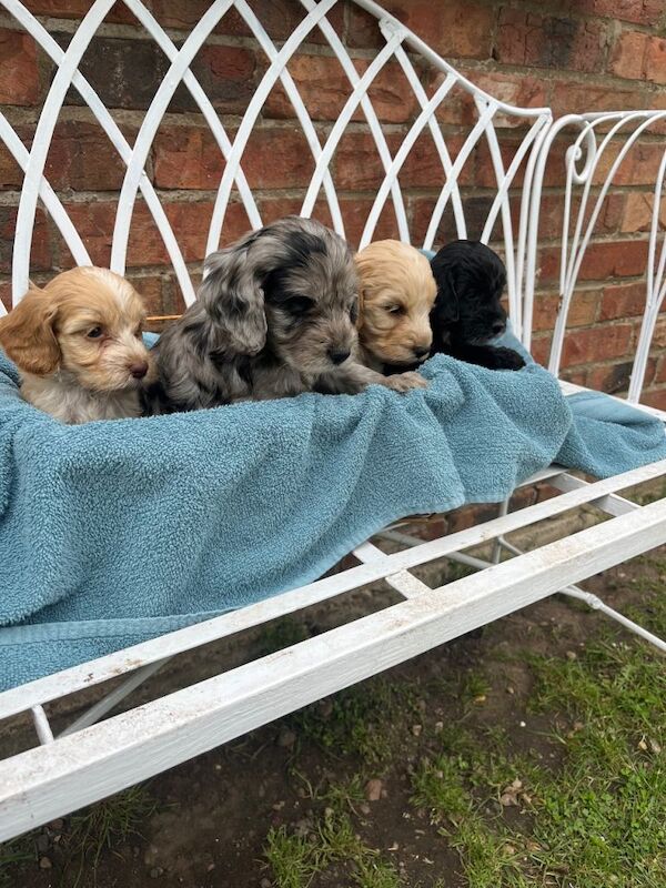 Adorable cockapoo puppies - Image 2 of 5