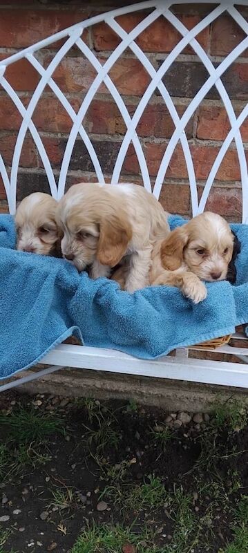 Adorable cockapoo puppies - Image 3 of 5