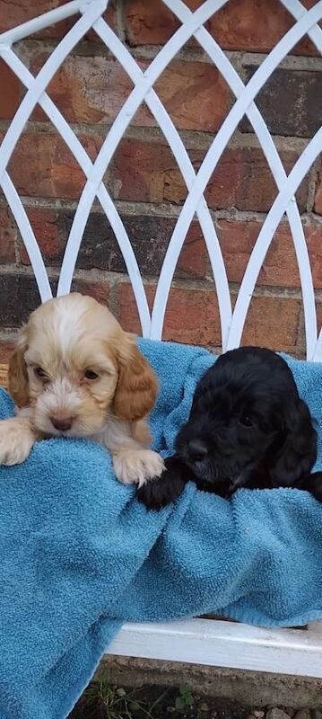Adorable cockapoo puppies - Image 4 of 5