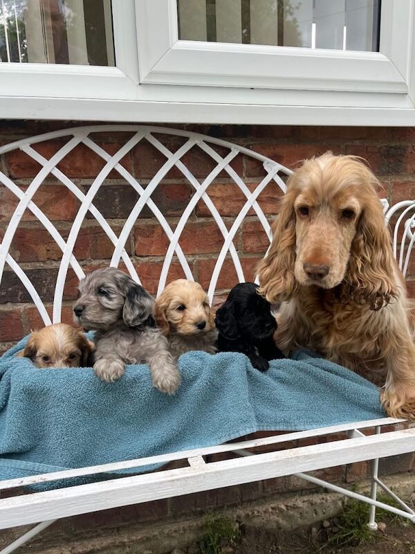 Adorable cockapoo puppies - Image 5 of 5