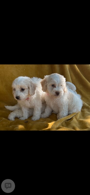 Apricot Cockapoo Puppies For Sale